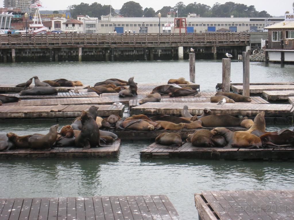 2011 Bay 2 Breakers Saturday 0315.JPG - I was able to participate in the 2011, 100th anniversary of the San Francisco Bay to Breakers 12K race. A great weekend for sight seeing and racing.